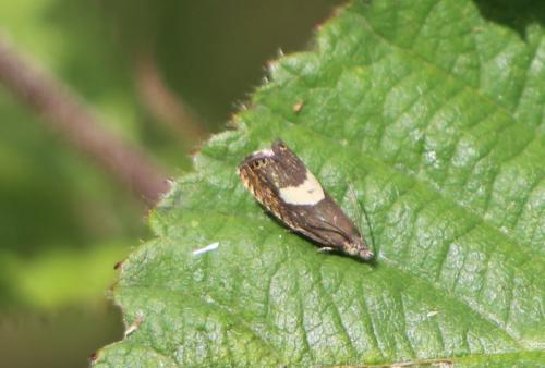 Réf. 270 279 : Dichrorampha petiverella